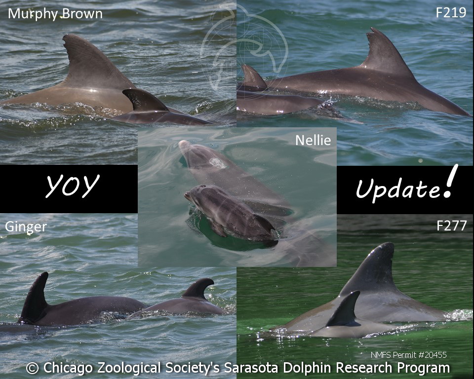 This is an image of several dolphin calves born in 2020