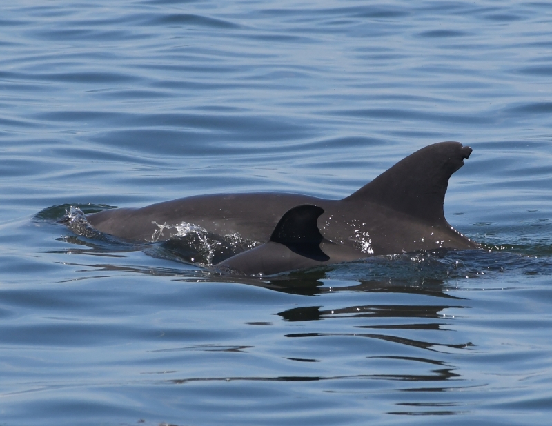 Notes From The Field Sarasota Dolphin Research Program