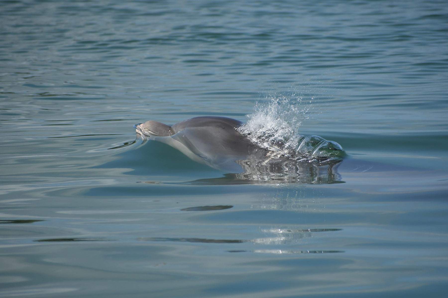Dolphin taking a breath