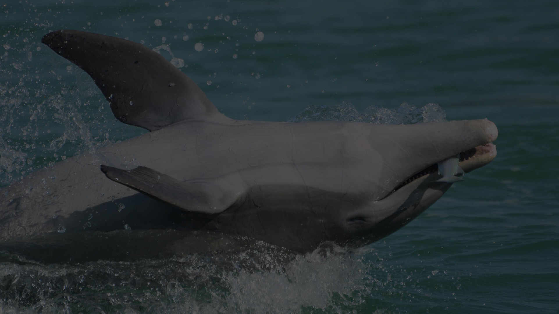 An Intern's Perspective - Sarasota Dolphin Research Program