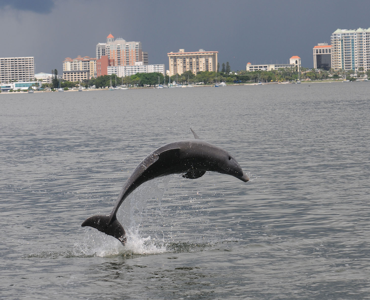 Piney Point Dolphin Entanglement - Sarasota Dolphin Research Program