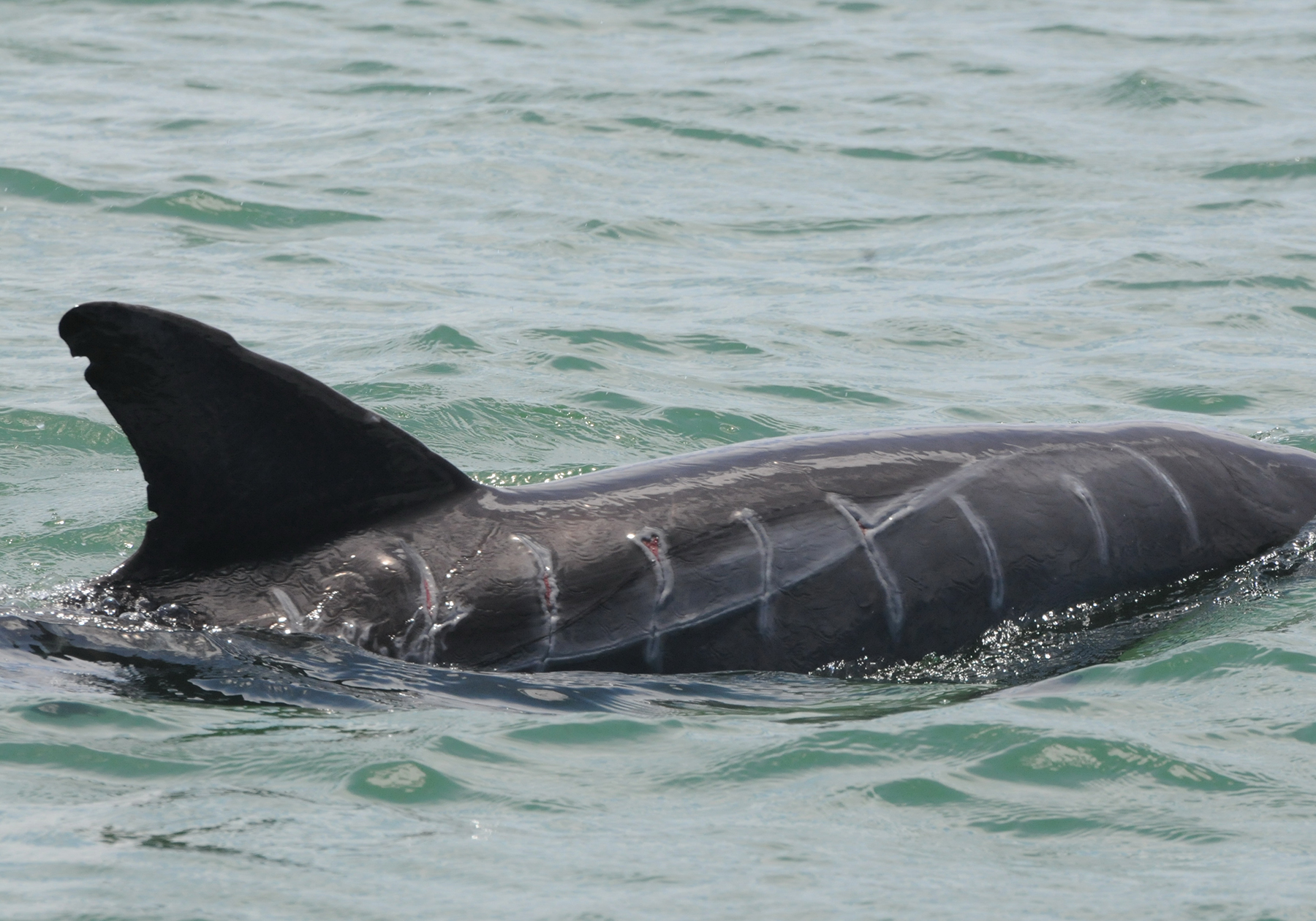 Piney Point Dolphin Entanglement - Sarasota Dolphin Research Program