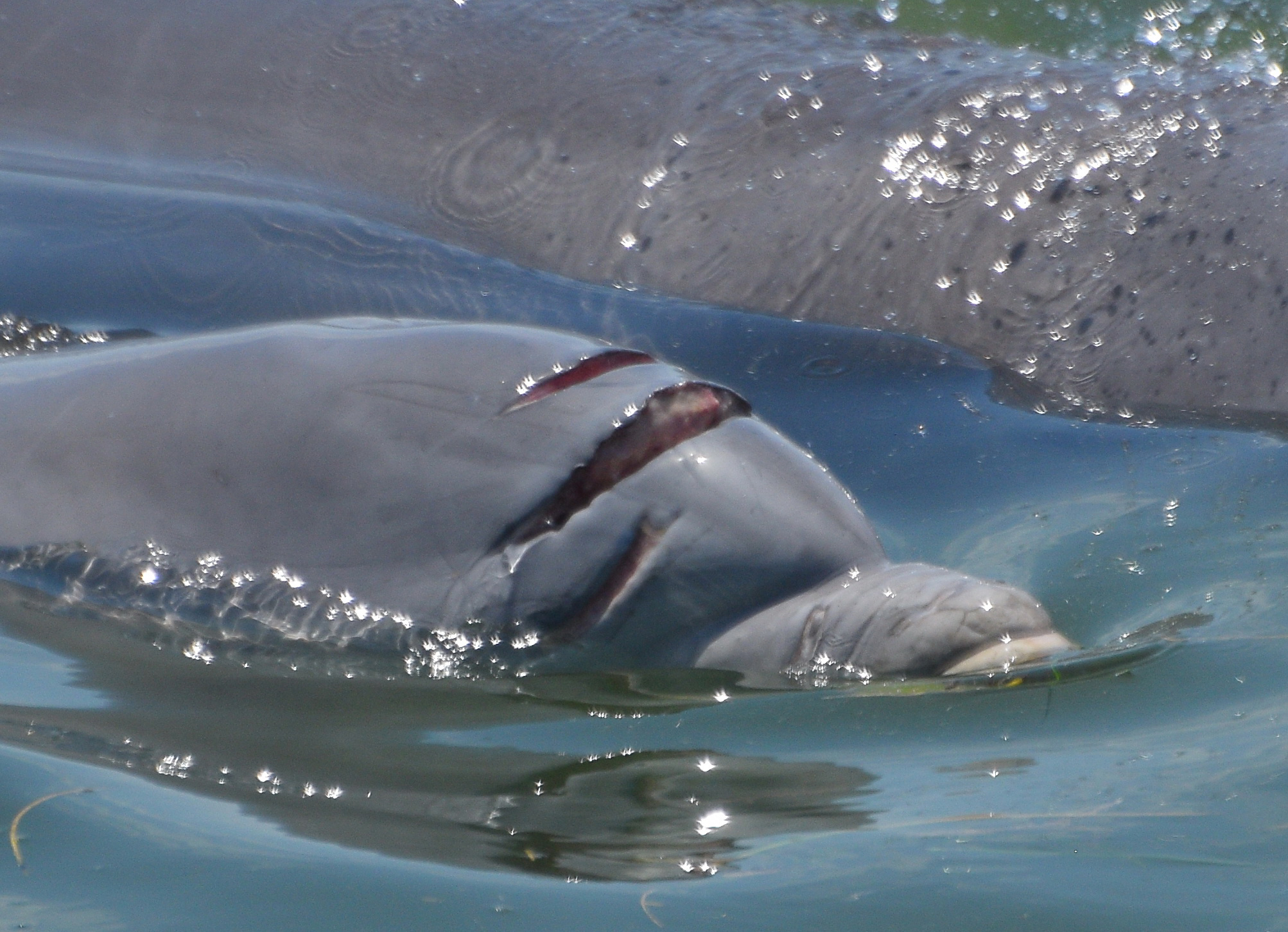 smart-facts-dolphins-now-have-a-strange-fish-catching-trick-using