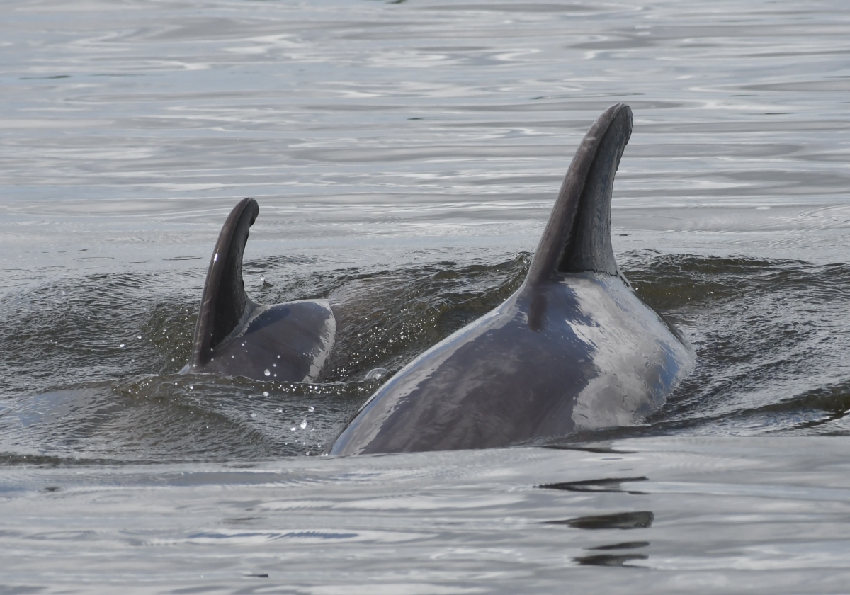 Uncovering the Secret Lives of Dolphins - Sarasota Dolphin Research Program