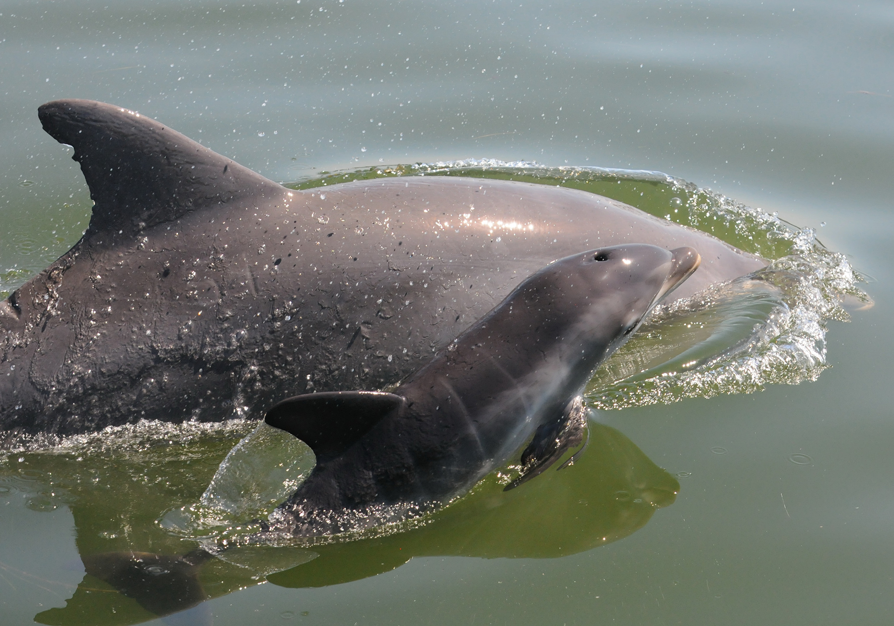 Dolphin Life: What we’ve learned in 40 years