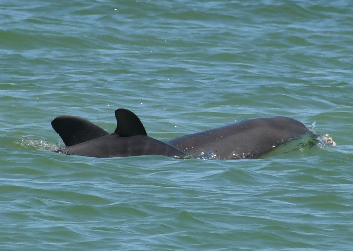 This is dolphin F197 with the calf she gave birth to in 2019