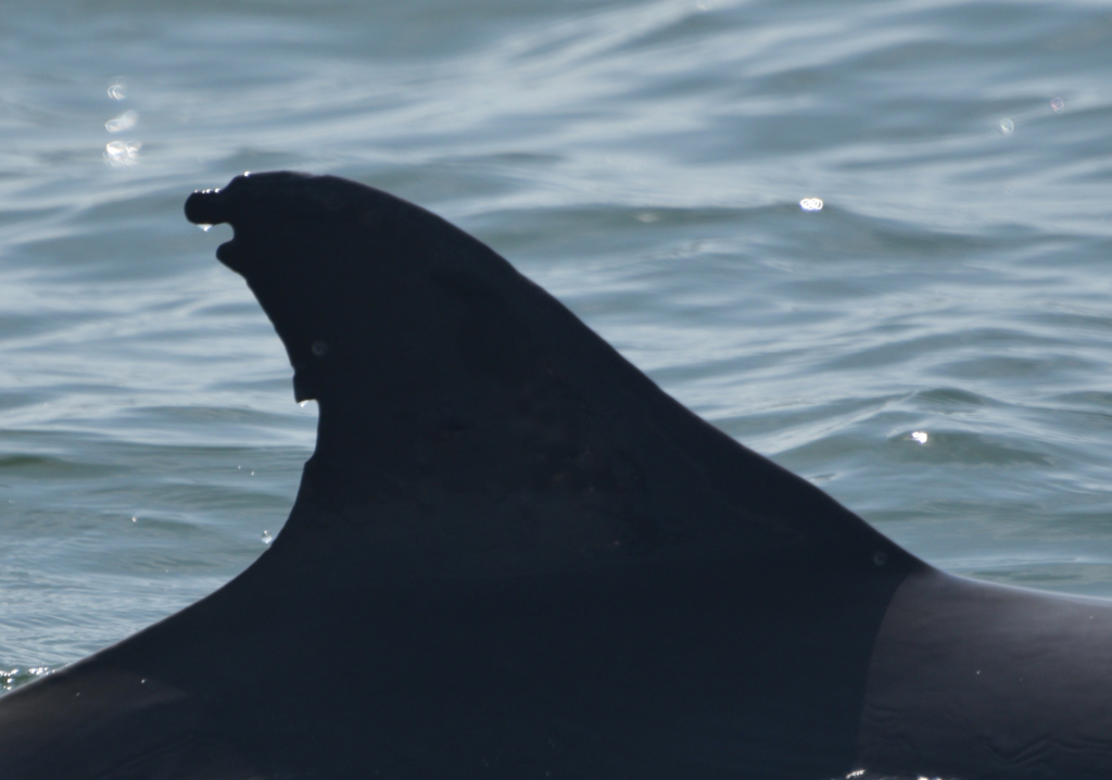 FB79 - Sarasota Dolphin Research Program