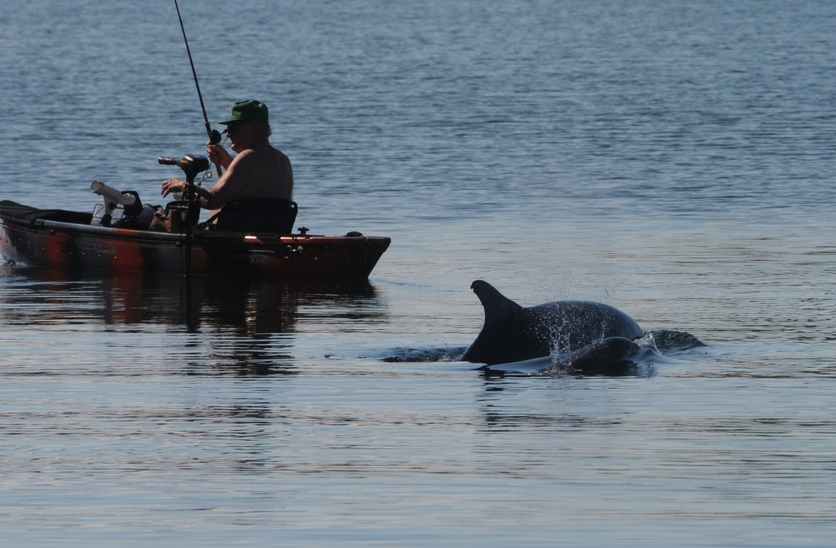 Dolphin Safe Fishing Sarasota Dolphin Research Program