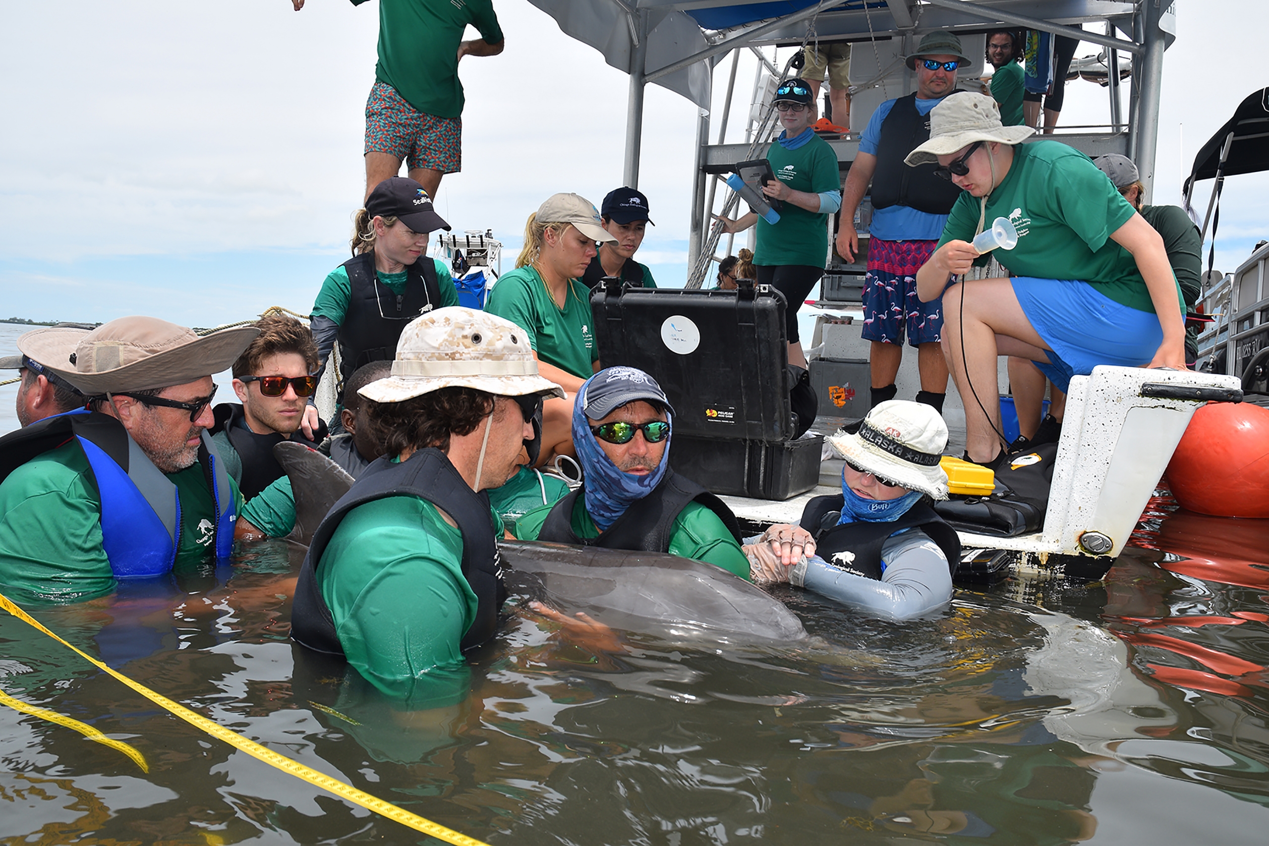 Professional Training - Sarasota Dolphin Research Program