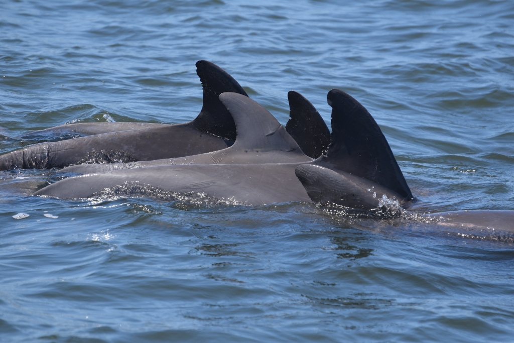 Milestones - Sarasota Dolphin Research Program