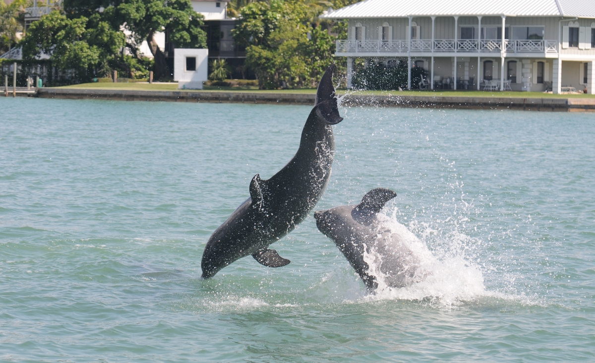 Behavior Sarasota Dolphin Research Program