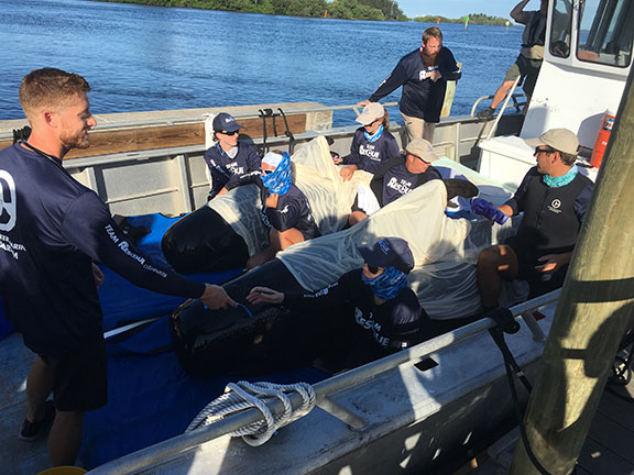 A team prepares to release short-finned pilot whales off Florida's west coast.