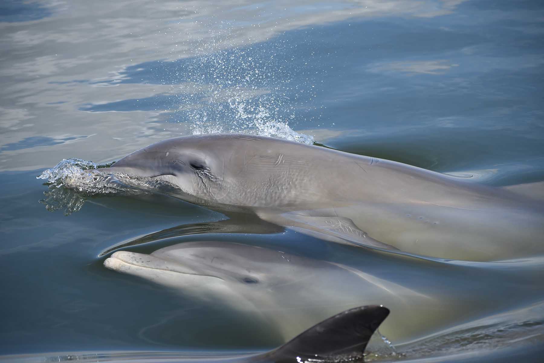 Exploring Microbiomes Sarasota Dolphin Research Program
