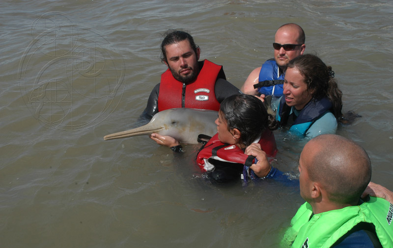 Seagrass Matters - Sarasota Dolphin Research Program