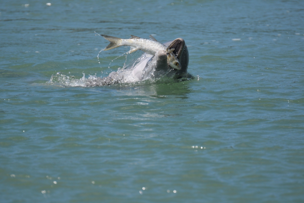 Fatty Acid Signatures - Sarasota Dolphin Research Program