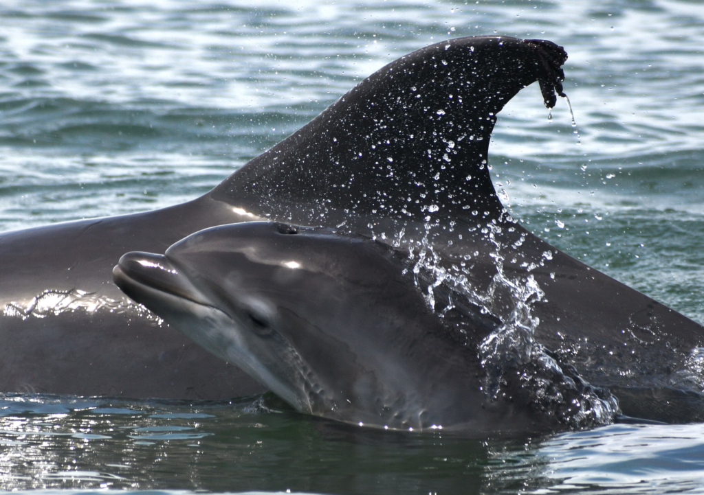 2021 Baby Boom Sarasota Dolphin Research Program