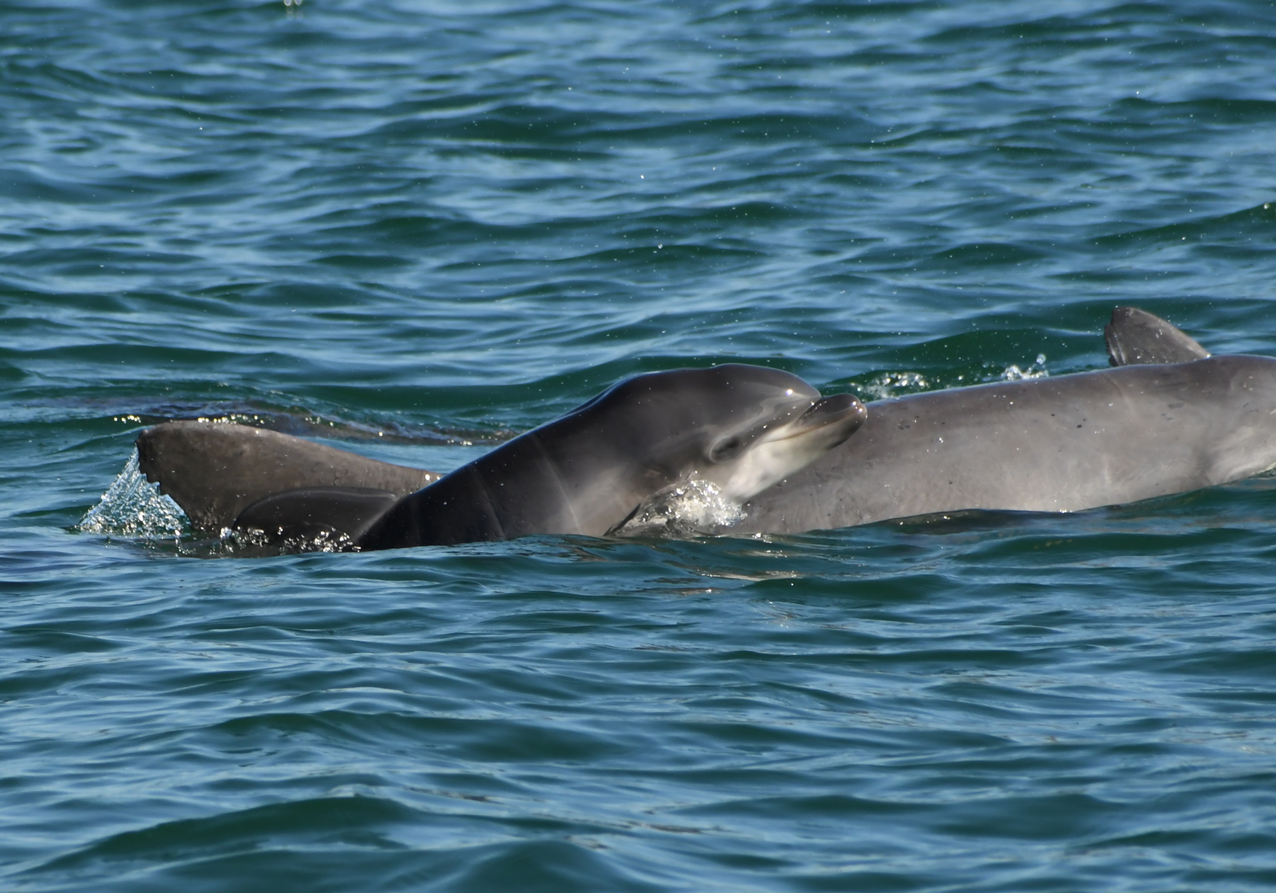 Seagrass Matters - Sarasota Dolphin Research Program