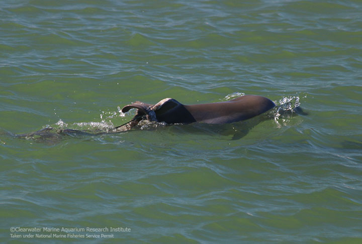 A Risky Dolphin Rescue Sarasota Dolphin Research Program