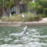 A dolphin swims near a listening station.
