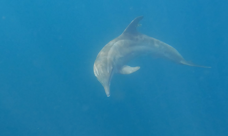 Tracking Offshore Dolphins During Hurricane Ian Sarasota Dolphin