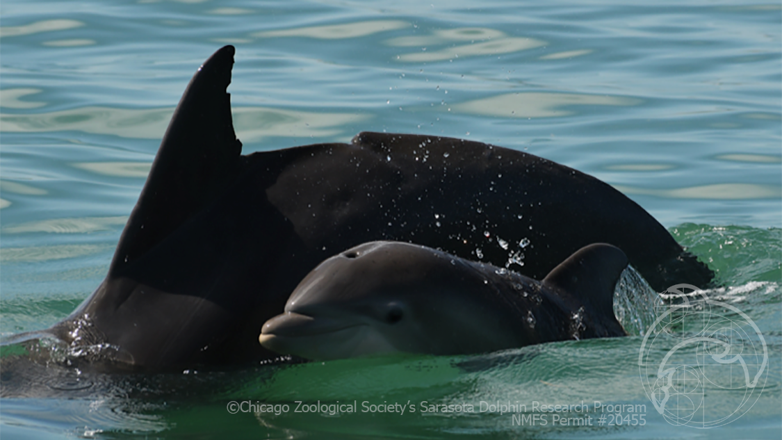 Seagrass Matters - Sarasota Dolphin Research Program