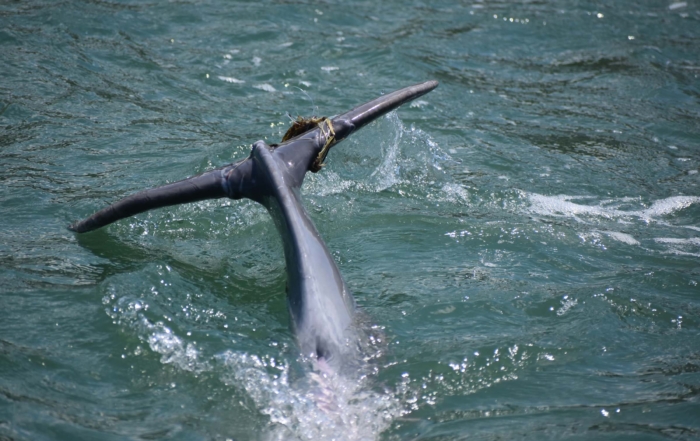 Sarasota Dolphin Research Program Celebrates 50th Anniversary