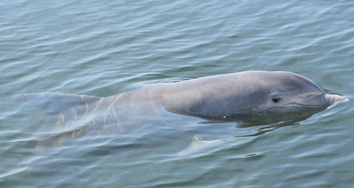 Siesta Key #39 s quotquot the Dolphin Sarasota Dolphin Research Program