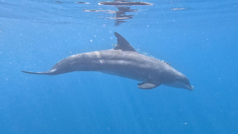 Offshore Dolphin Health Assessment Sarasota Dolphin Research Program