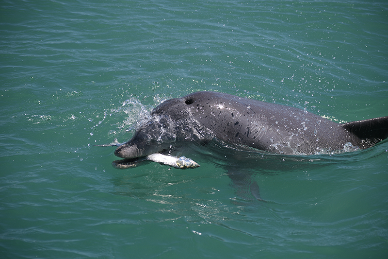 C25A,feed,ladyfish S9645 S62 2024-03-20 A097jc-w