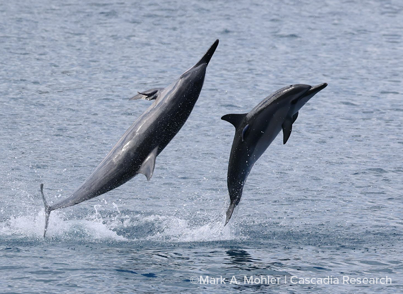SpinnerDolphins-2025JUN23_MAM_MAM_0050_CascadiaResearch-Mohler