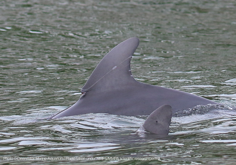 CMA2510_L dorsal disentangled_11.6.2025_cr-cdt-w