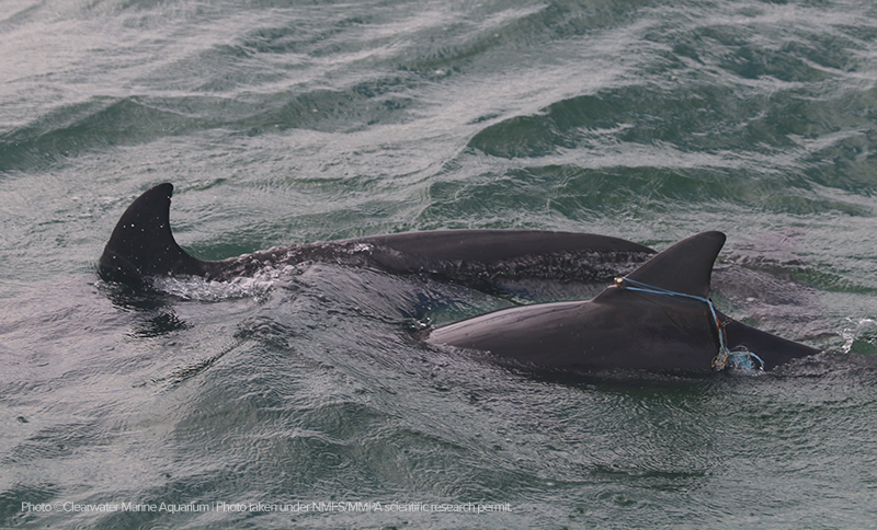 CMA2512_L dorsal and mom_11.2.2025 (3)-cdt-w