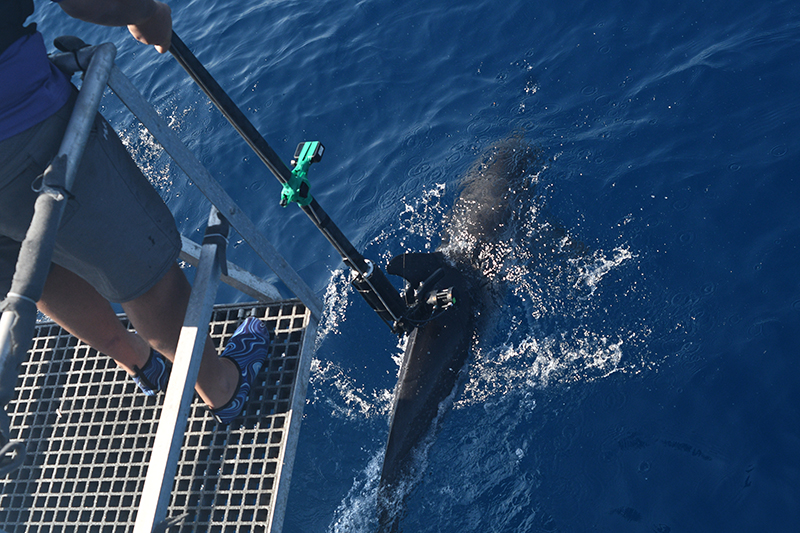 Tagging an Atlantic spotted dolphin with a pole-mounted tag att